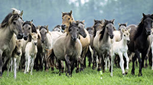 Hintergrundbilder Pferde ein Tier