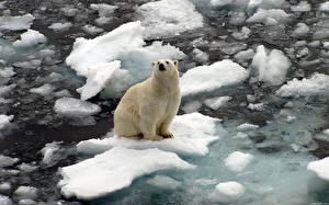 Fotos Ein Bär Eisbär Tiere