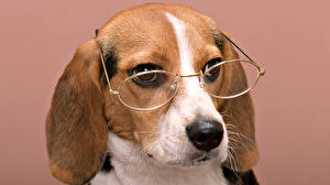 Bilder Hunde Beagle Brille