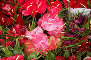 Pictures Flamingo flower Flowers