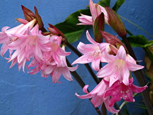 Images Amaryllis Flowers