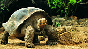 Hintergrundbilder Schildkröten ein Tier