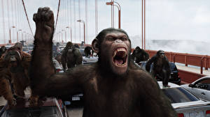 Bureaubladachtergronden Rise of the Planet of the Apes