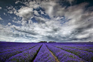Bilder Acker Lavendel Natur