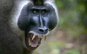 Papel de Parede Desktop Macacos Canino (dente) um animal