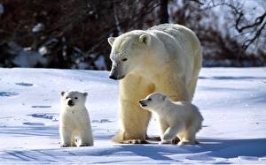 Sfondi desktop Orsi Orso polare animale