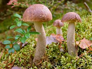 Picture Mushrooms nature Nature