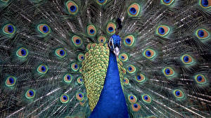 Pictures Bird Peacock Animals