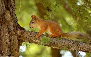 Fotos Nagetiere Eichhörnchen Tiere