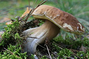 Images Mushrooms nature