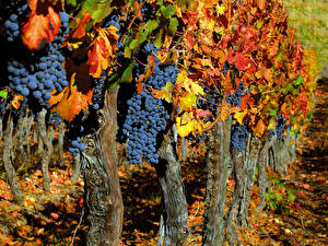 Wallpaper Fruit Grapes Vineyard Food