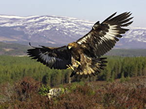 Фотографии Птицы Орел Беркут в Шотландии Животные