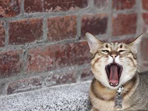 Wallpapers Cat Yawn Animals