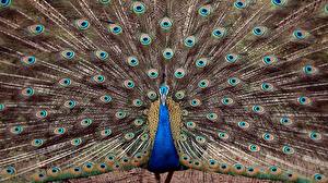 Pictures Birds Peacock