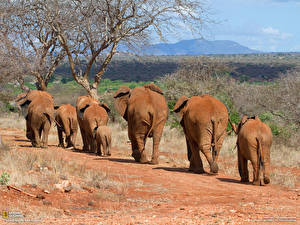 Fotos Elefant  Tiere