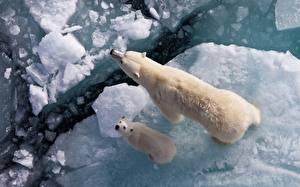 Sfondi desktop Orsi Orso polare animale