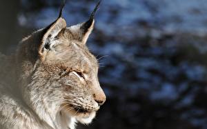 Fondos de escritorio Grandes felinos Lynx Animalia