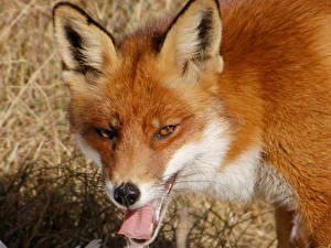 Bilder Füchse Zunge ein Tier