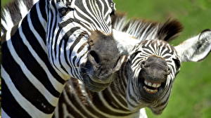 Fotos Zebra Lächeln Tiere