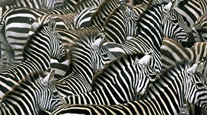 Image Zebras