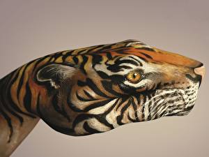 Bakgrundsbilder på skrivbordet Kreativa Tiger Händer