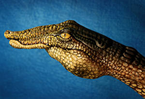 Photo Creative Crocodiles Hands