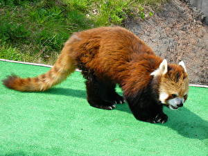Tapety na pulpit Niedźwiedź Panda wielka Pandka ruda Zwierzęta