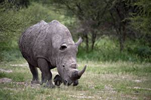 Papel de Parede Desktop Rinocerontes Animalia
