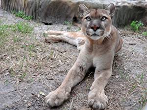 Fondos de escritorio Grandes felinos Puma Animalia