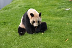 Papel de Parede Desktop Ursos Panda-gigante animalia