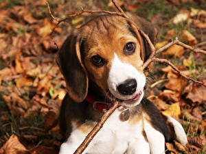 Bilder Hund Beagle ein Tier