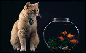 Picture Cats Fish Animals