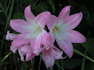 Desktop hintergrundbilder Amaryllis Blumen