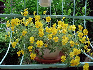 Fotos Garten-Stiefmütterchen Blüte