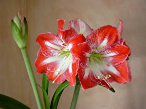 Bakgrunnsbilder Amaryllis Blomster