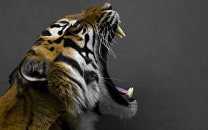 Fondos de escritorio Grandes felinos Tigre Rictus animales