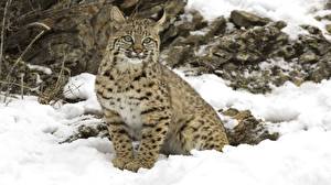 Pictures Big cats Lynx