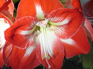 Bakgrunnsbilder Amaryllis Blomster