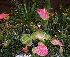 Bilder Anthurium Blumen
