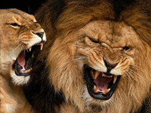 Картинка Большие кошки Львы Клыки Злость животное