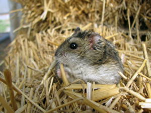 Papel de Parede Desktop Roedores Hamsters Animalia