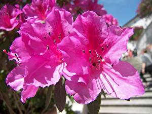Bureaubladachtergronden Rododendron bloem