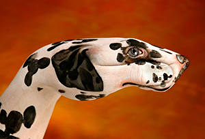 Hintergrundbilder Kreativ Dalmatiner Hand