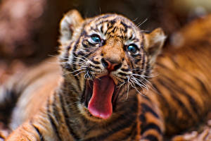 Wallpaper Big cats Cubs Tongue Yawns Animals