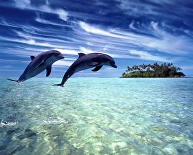 Wallpaper Dolphins