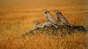 Pictures Big cats Cheetahs animal