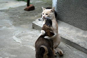 Sfondi desktop Gatti Abbraccio animale