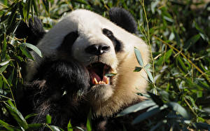 Sfondi desktop Orso Panda gigante