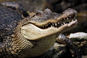 Bureaubladachtergronden Krokodil Tanden Dieren