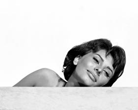 Fonds d'écran Sophia Loren